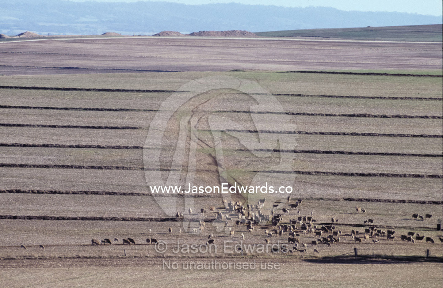 Sheep grazing on a vast track of farmland stricken by drought. Northwest South Australia.