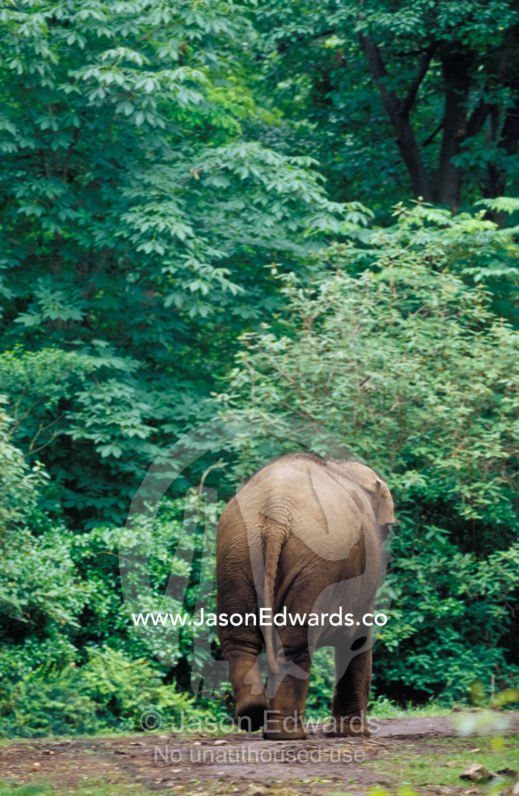 An Asian Elephant's hindquarters entering a stand of forest. Bronx Zoo, New York, United States of America.