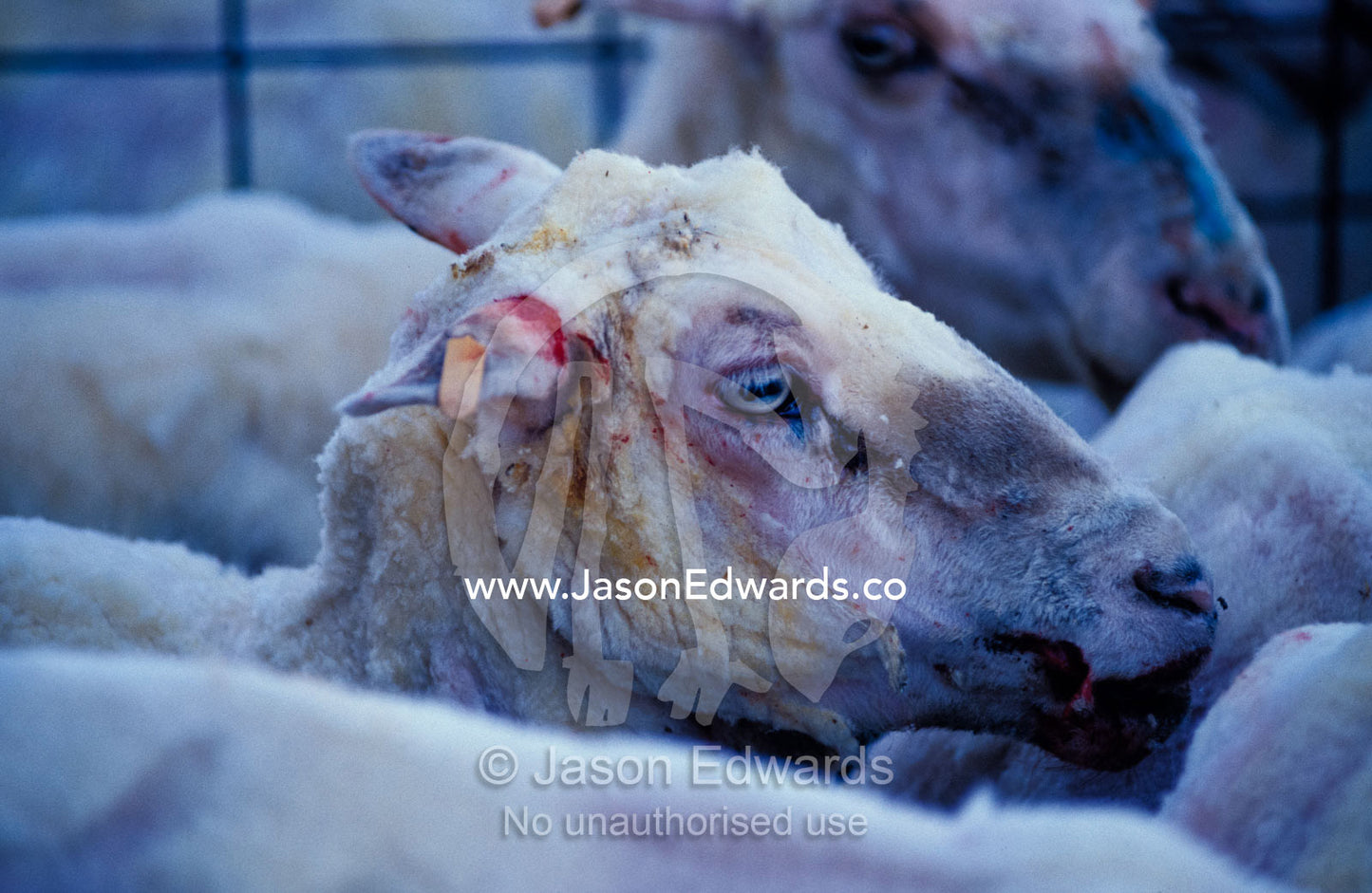A shorn sheep with bloody cuts and nicks from shearers clippers. Stranraer Homestead, Kangaroo Island, South Australia.