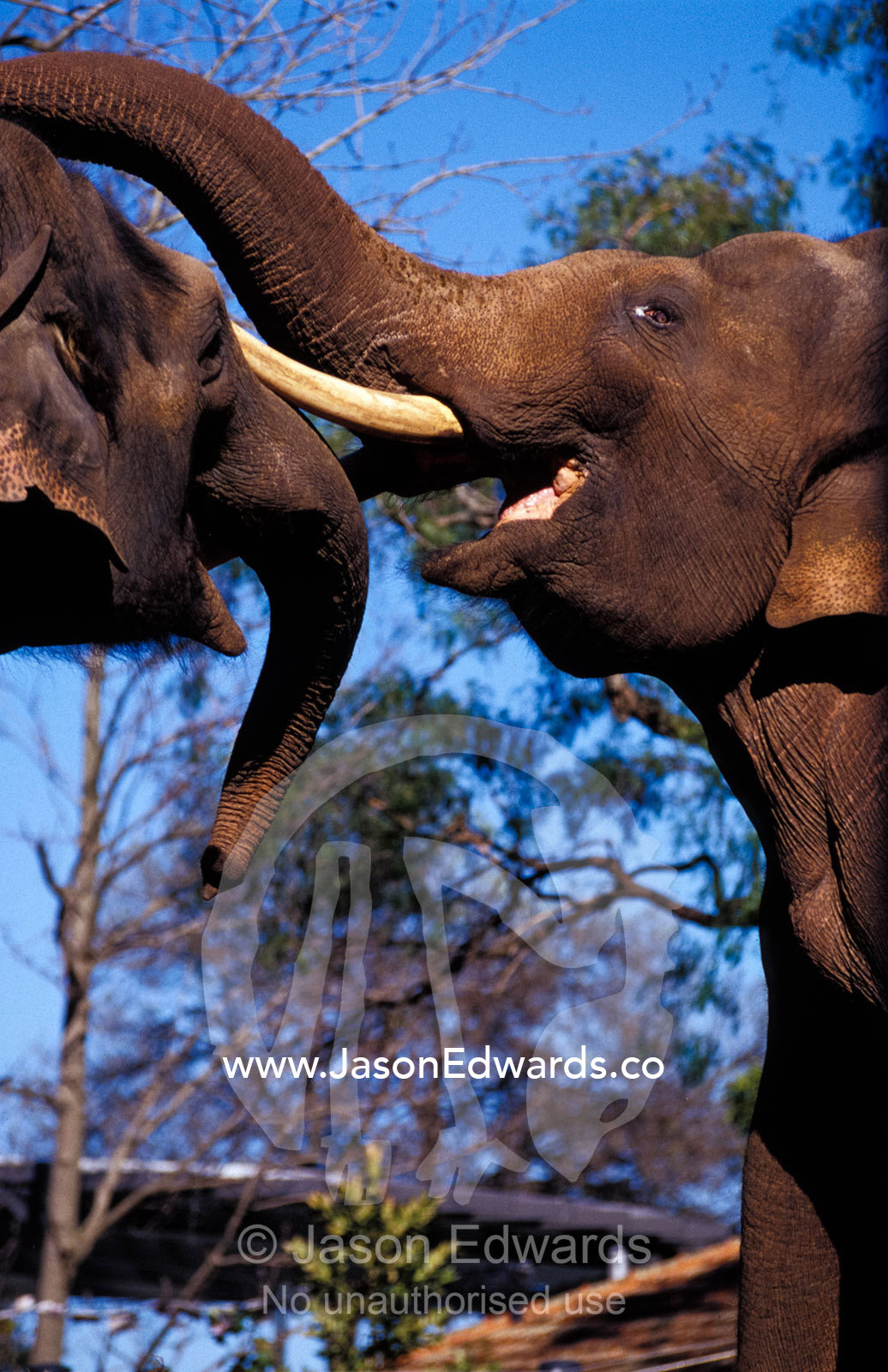 Asian Elephants bond whilst play wrestling with their trunks and tusk. Melbourne Zoo, Victoria, Australia.