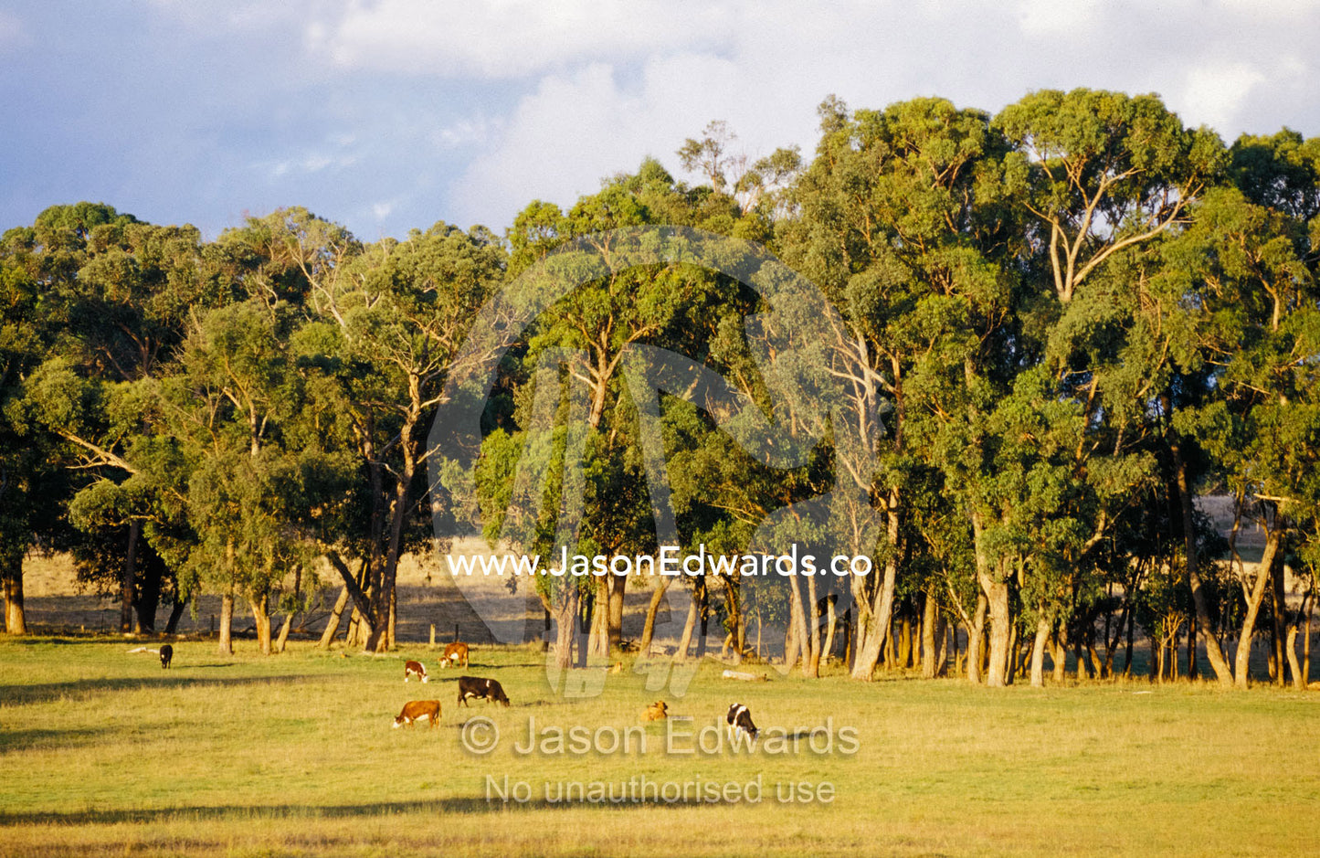 Dairy cattle grazing on farmland neighboring a National Park. Yellingbo Nature Conservation Reserve, Victoria, Australia.
