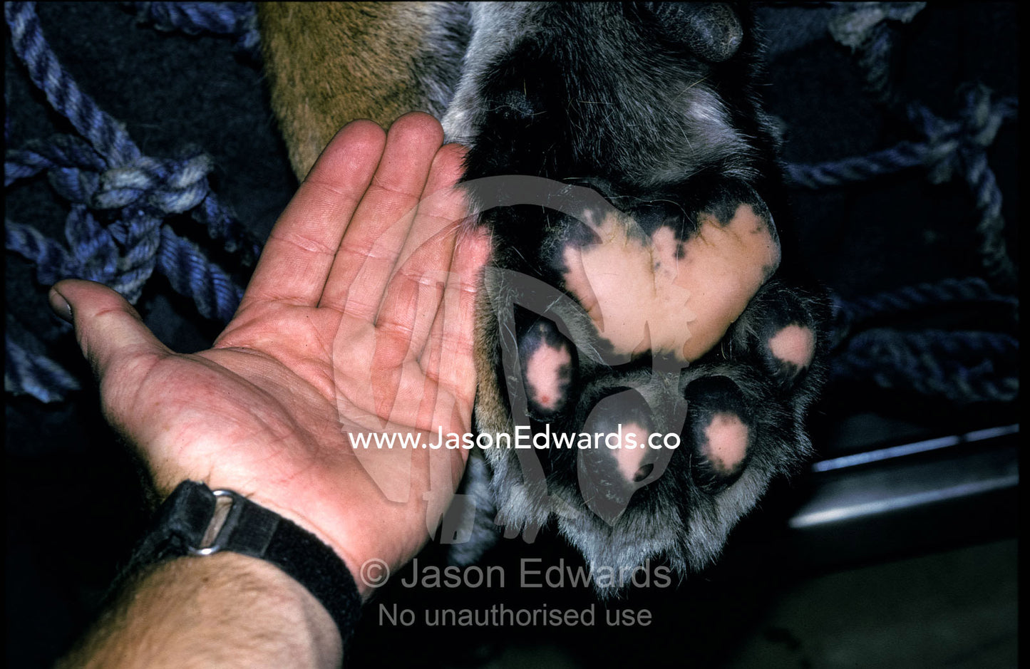 A female Sumatran Tiger front paw size comparison to a human hand. Melbourne Zoo, Victoria, Australia.