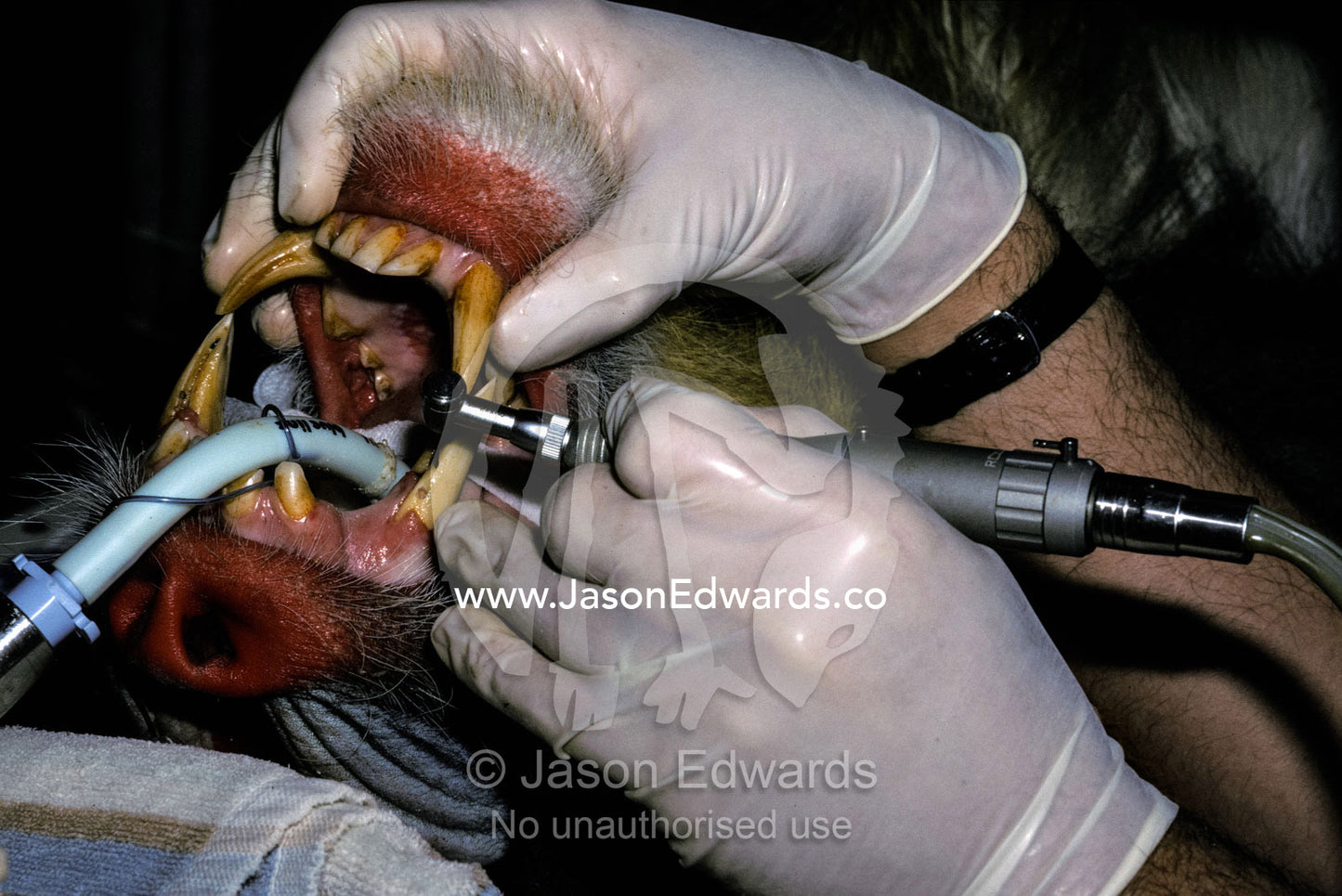A Mandril receives a dental examination and canine root canal surgery. Melbourne Zoo, Victoria, Australia.