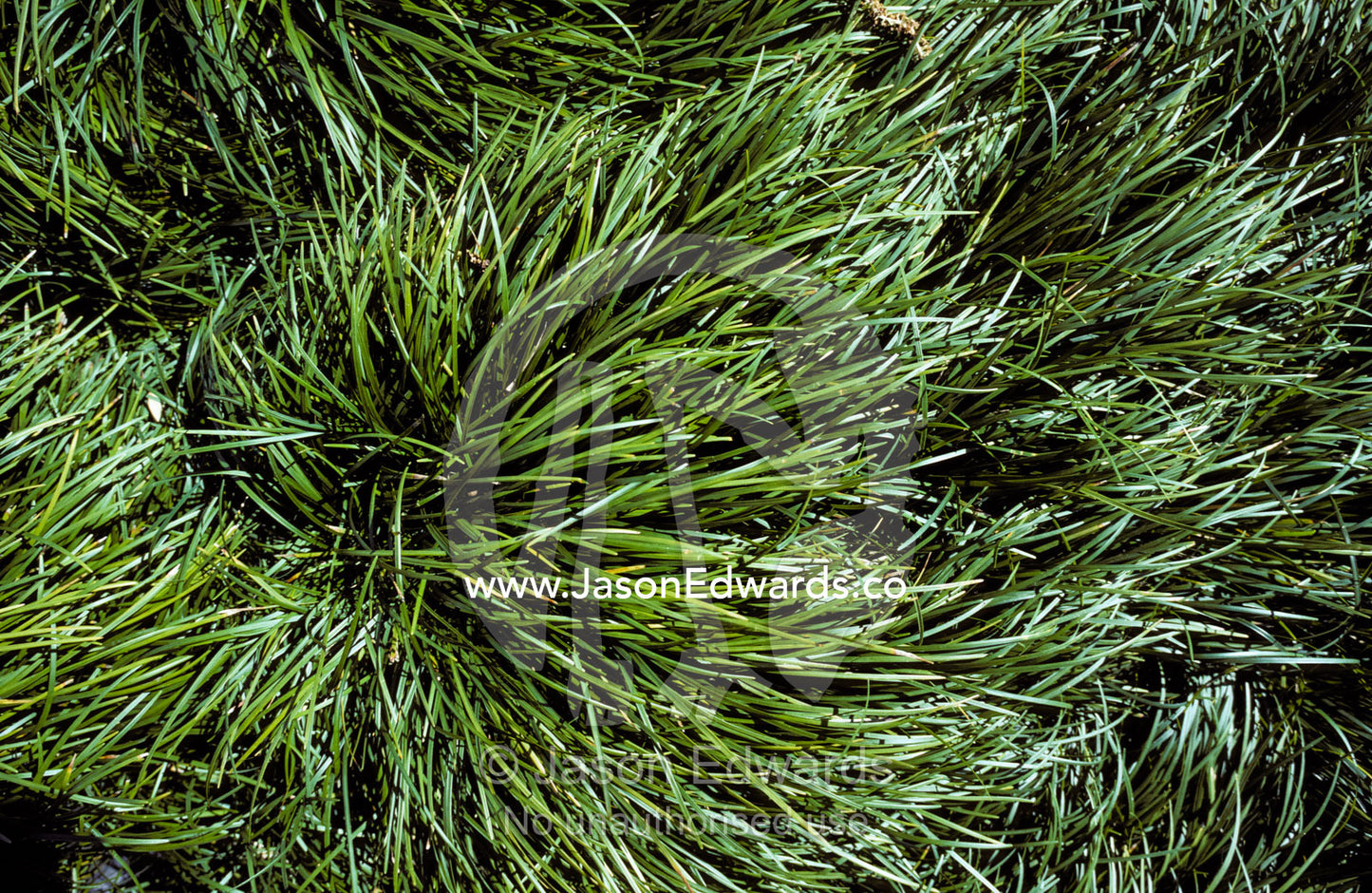 Swirling grass tufts add texture to a Japanese Garden. Melbourne Zoo, Victoria, Australia.