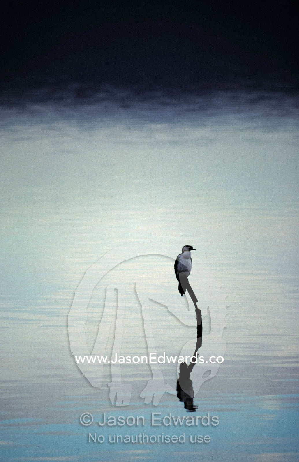 A Little Pied Cormorant reflected on a vast becalmed harbour lake. Princess Royal Harbour, Albany, Western Australia.