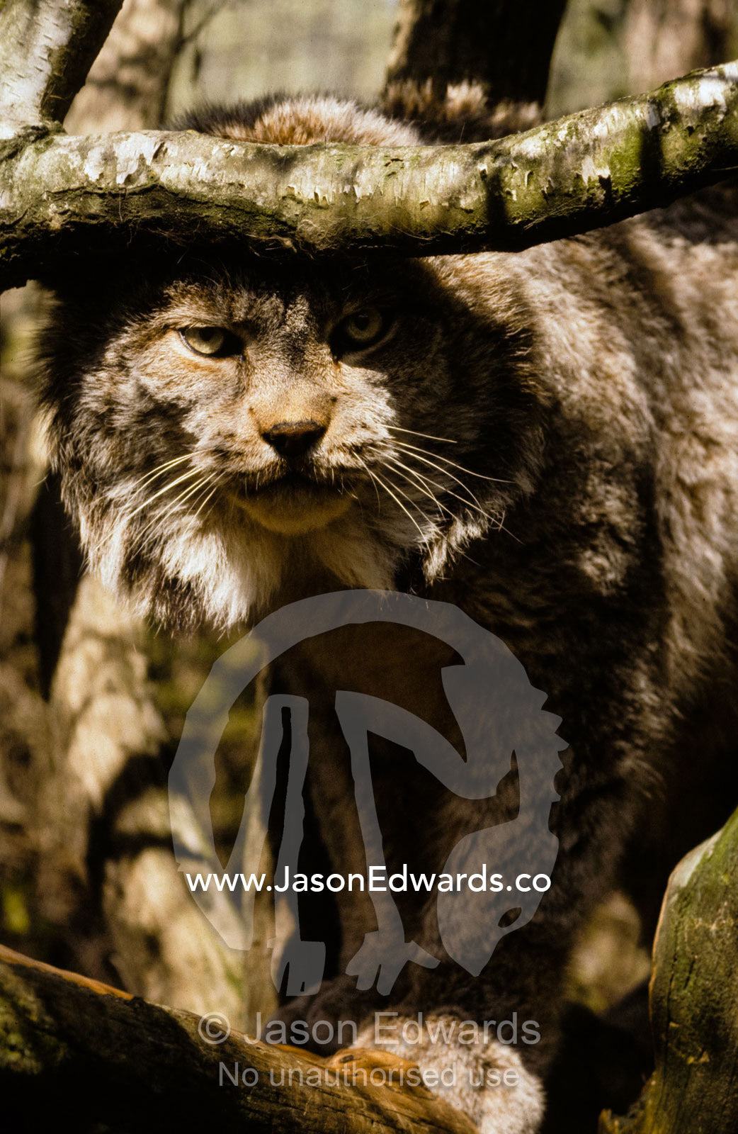 The predatory stare of a Northern Lynx stalking prey amongst branches. Melbourne Zoo, Victoria, Australia.