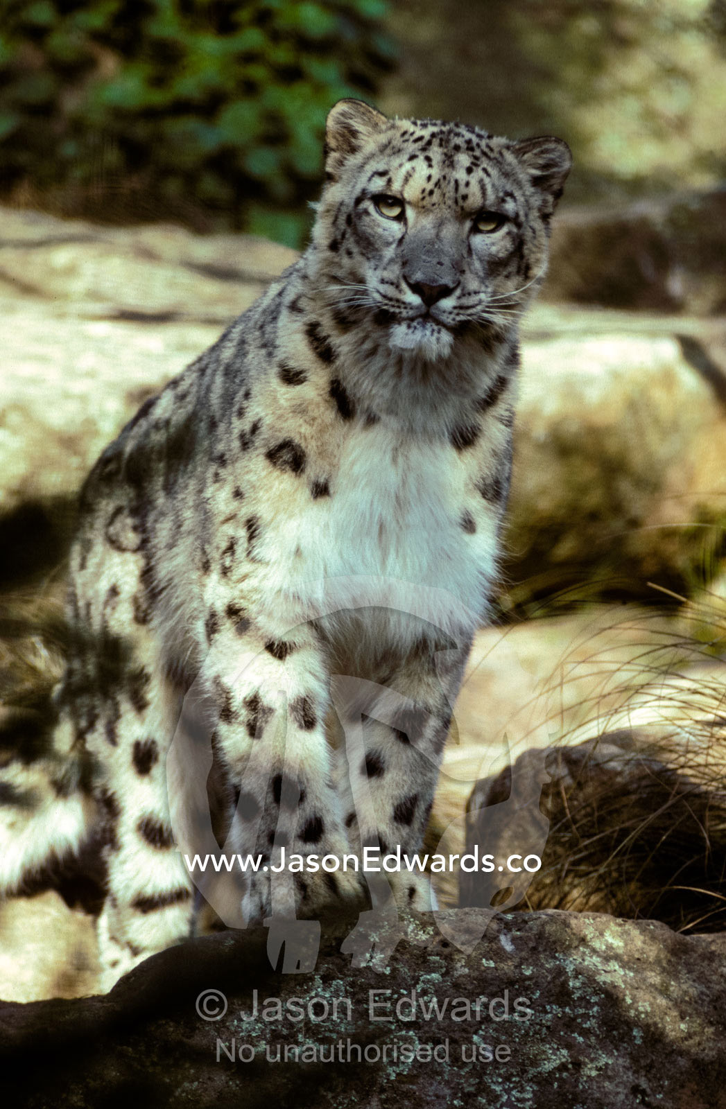 The appraising stare of a majestic Snow Leopard, alpine predator. Melbourne Zoo, Victoria, Australia.