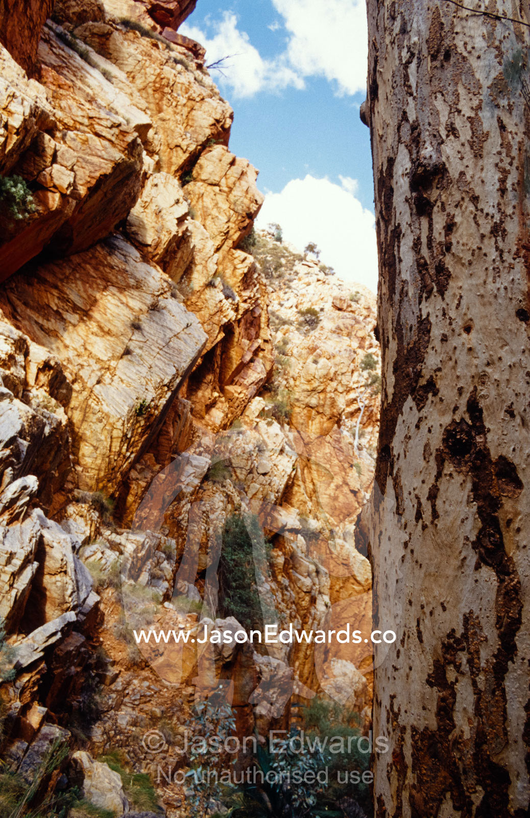 The trunk of a River Red Gum Eucalypt tree in a rocky desert gorge. Standley Chasm, Northern Territory, Australia.