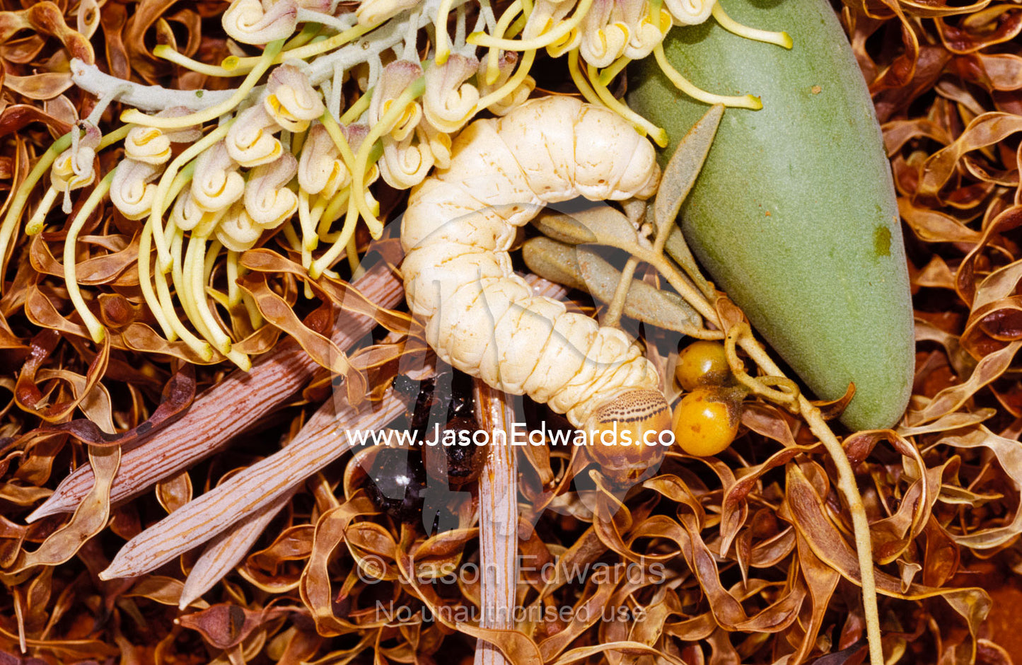 Array of Aboriginal bush tucker food, Witchetty Grub and Honey Ants. Alice Springs Desert Park, Northern Territory, Australia.