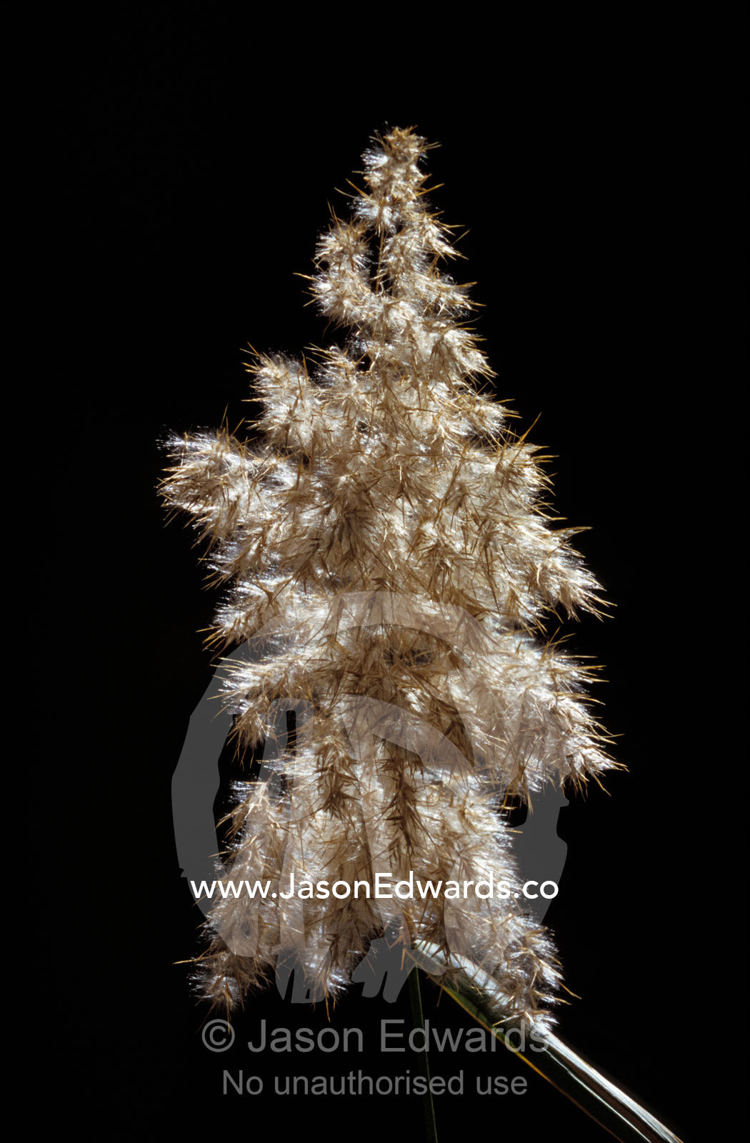 A Reed Grass seed head and shaft, Phragmites Australis. Kathleen Springs Watarrka National Park, Northern Territory, Australia.