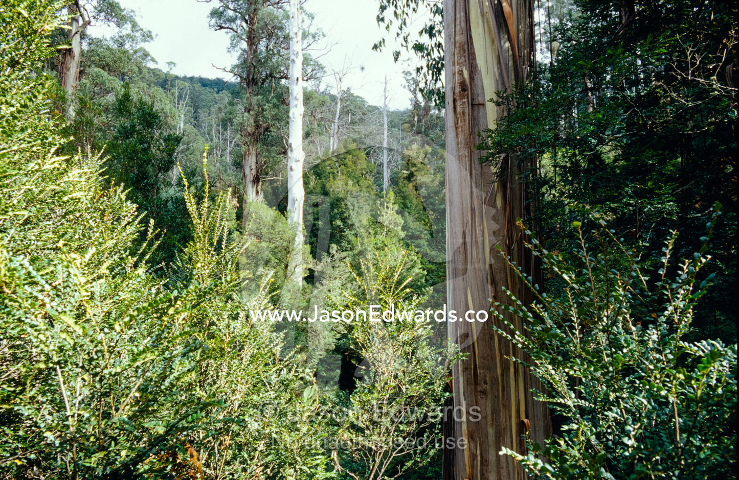 A rainforest of dominant Myrtle Beech and emergent Mountain Ash trees. Cement Creek, Yarra Ranges National Park, Victoria, Australia.