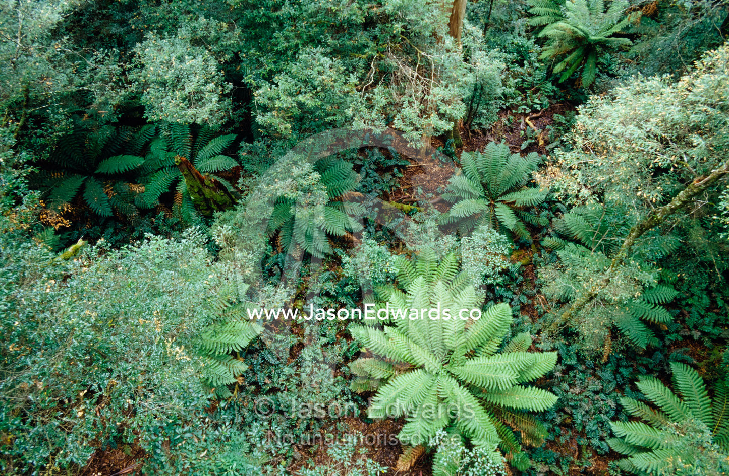 Rainforest of Soft Tree and Hard Water Ferns, and Myrtle Beech Trees. Cement Creek, Yarra Ranges National Park, Victoria, Australia.