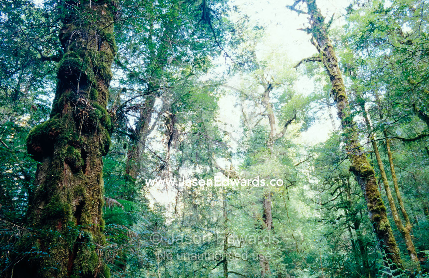 Cool Temperate Rainforest with Myrtle Beech, Nothofagus Cunninghamii. Cement Creek, Yarra Ranges National Park, Victoria, Australia.