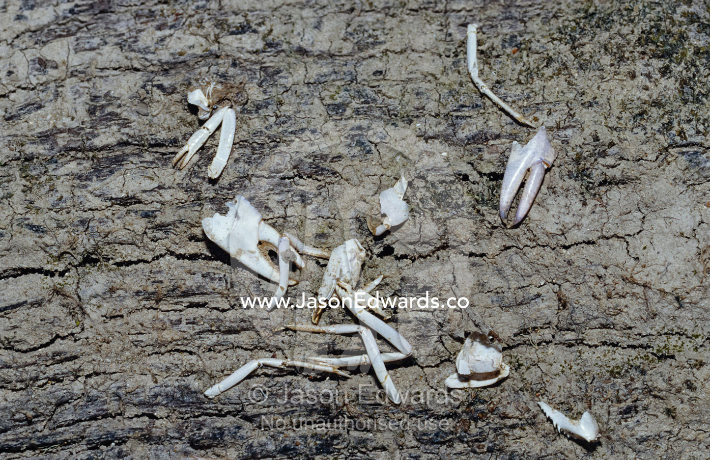 The remains of a Native Water Rat meal of Freshwater Yabbie Crayfish. Bullatail Creek, Deniliquin, New South Wales, Australia.