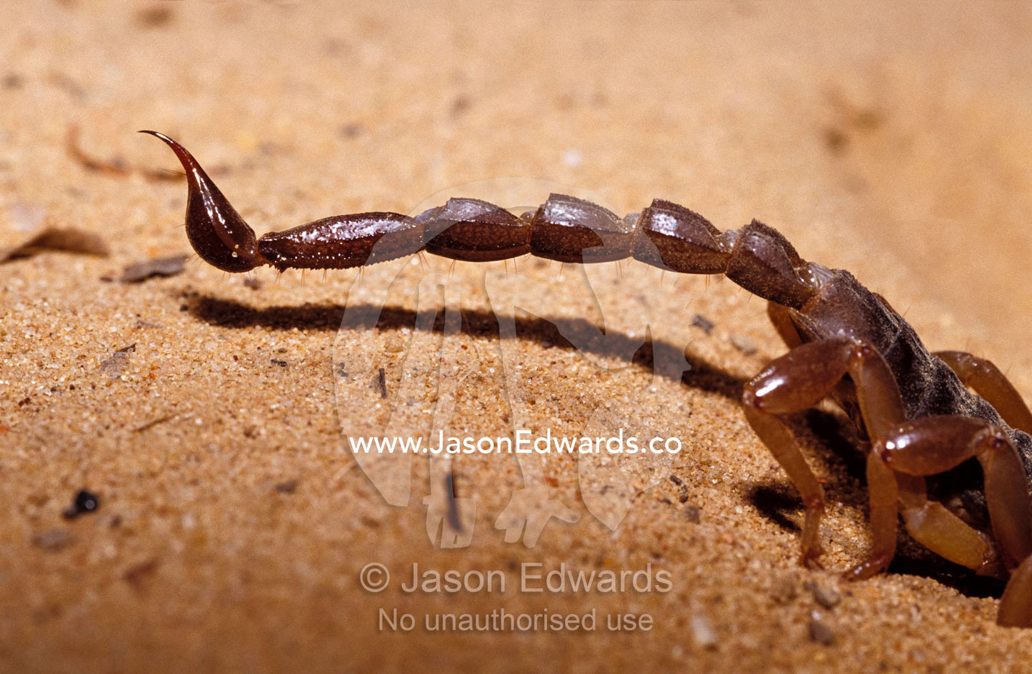A venomous pointed Scorpion tail sting, abdomen and hind legs. Epping National Park, Scientific, Queensland, Australia.