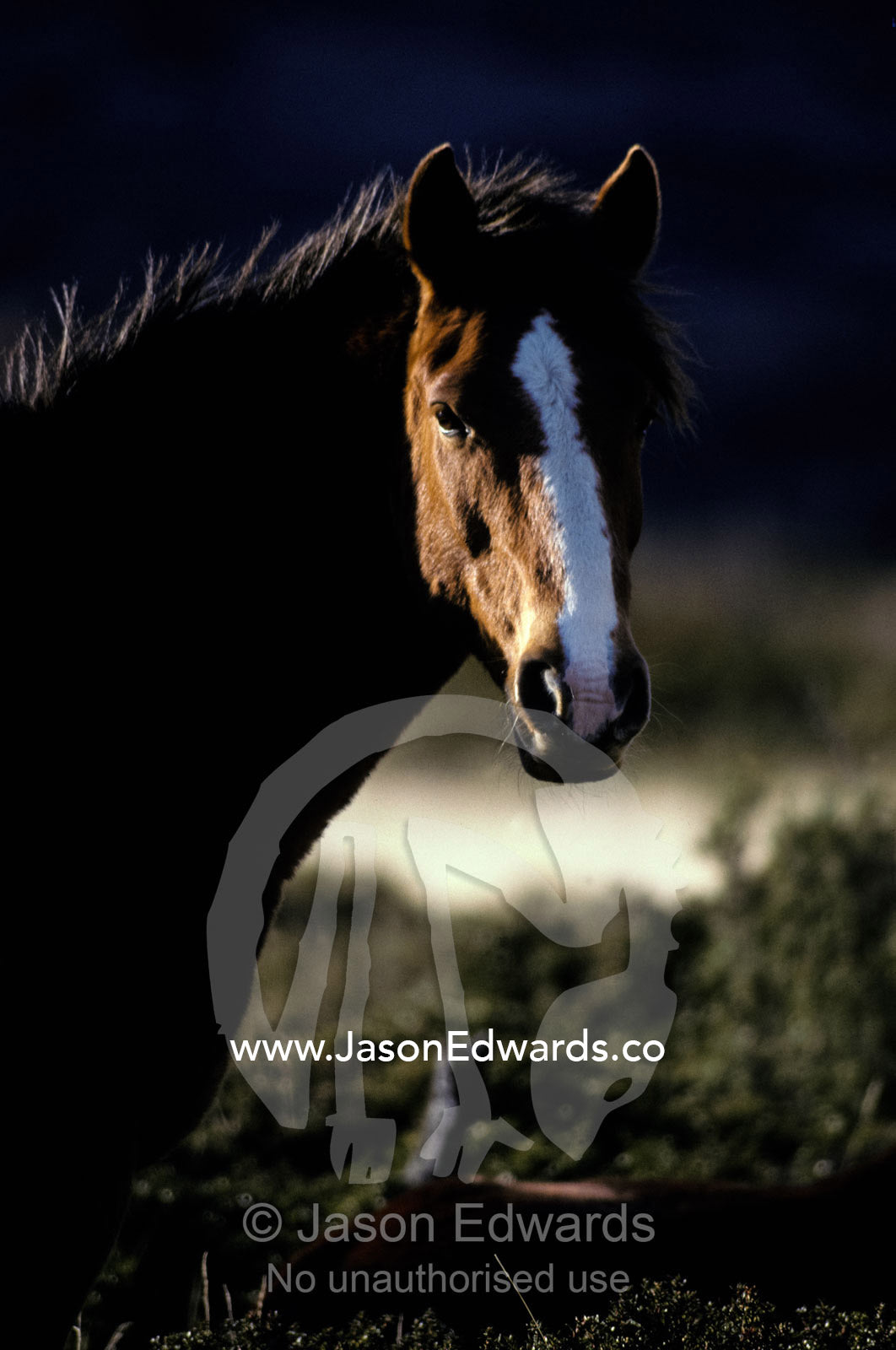 A rugged Chilean Horse with white markings and windblown mane at dawn. Torres del Paine National Park, Chile.