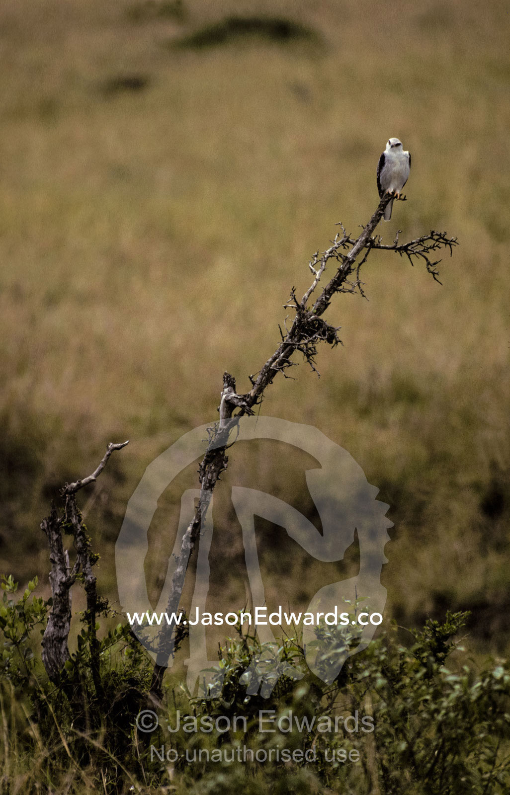 A Black Shouldered Kite roosting on a dead tree searching for prey. Masai Mara National Park, Kenya.