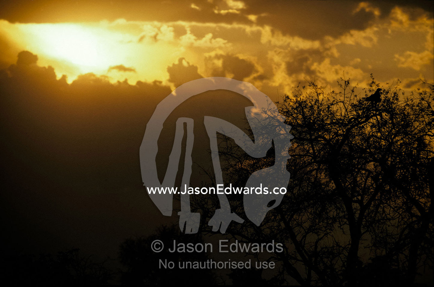 The silhouette of a Tawny Eagle roosting in a tree top at sunset. Etosha National Park, Namibia.