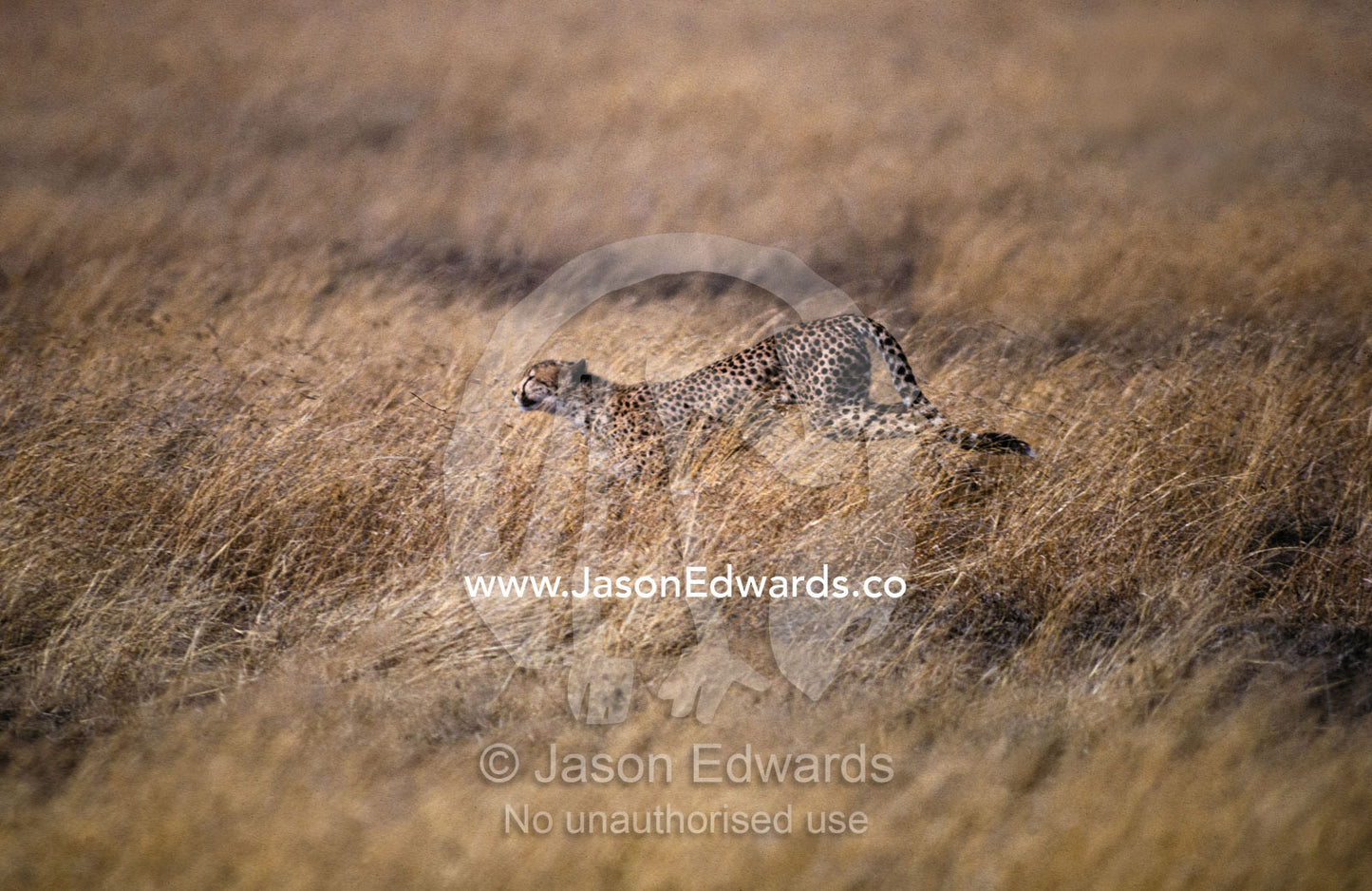 A Cheetah hunting prey across a vast grass plain savannah. Serengetti National Park, Tanzania.