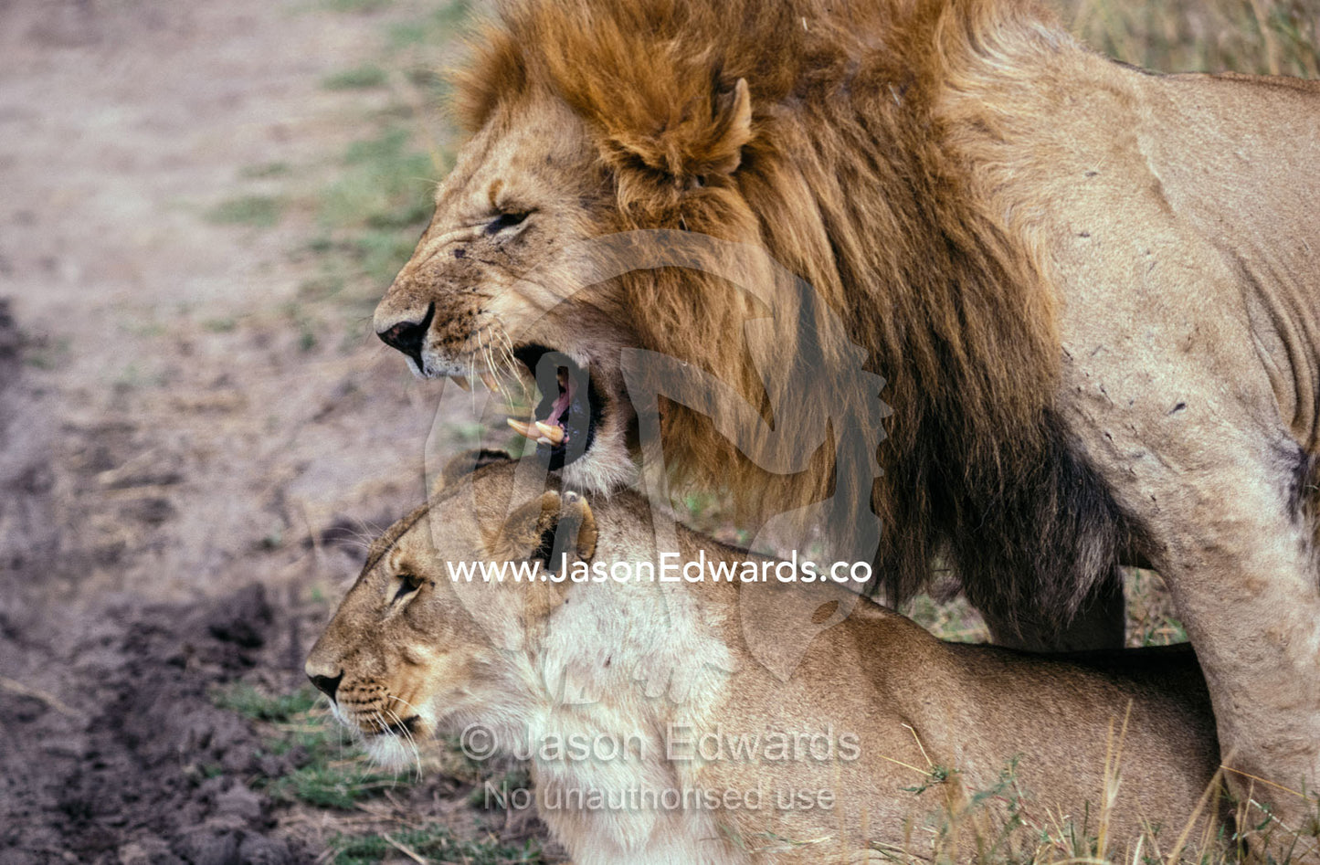 Lions mating in the Masai Mara National Park, Kenya. Masai Mara National Park, Kenya.
