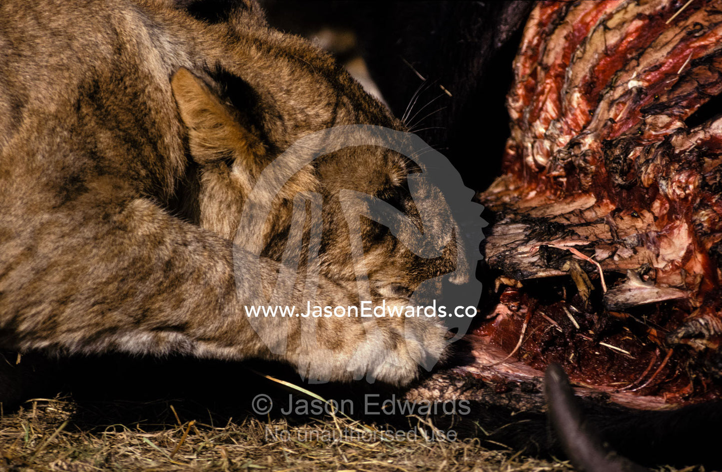 A Lion feeding on the carcass of a Cape Buffalo kill at dawn. Masai Mara National Park, Kenya.