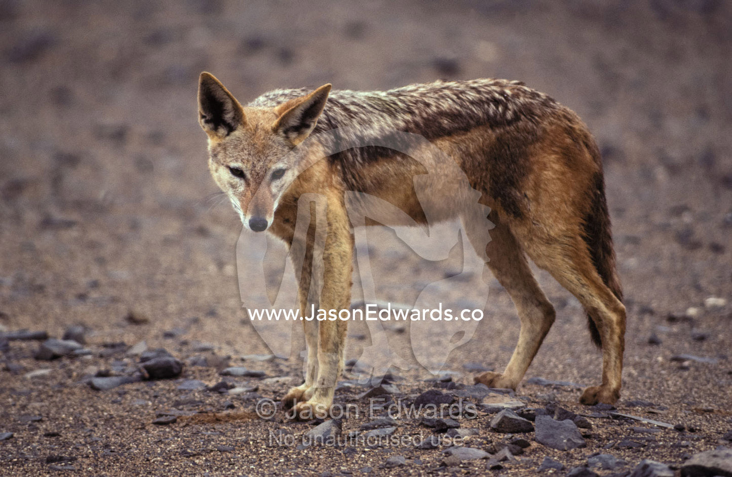 A wary Black-backed Jackal on a remote and barren coastal plain. Skeleton Coast National Park, Namibia.