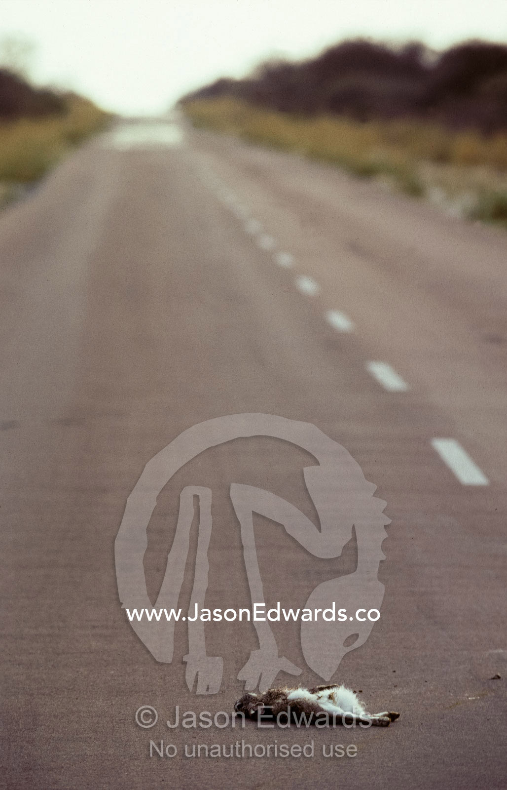 A dead Scrub Hare the victim of roadkill on a deserted highway. Etosha National Park, Namibia