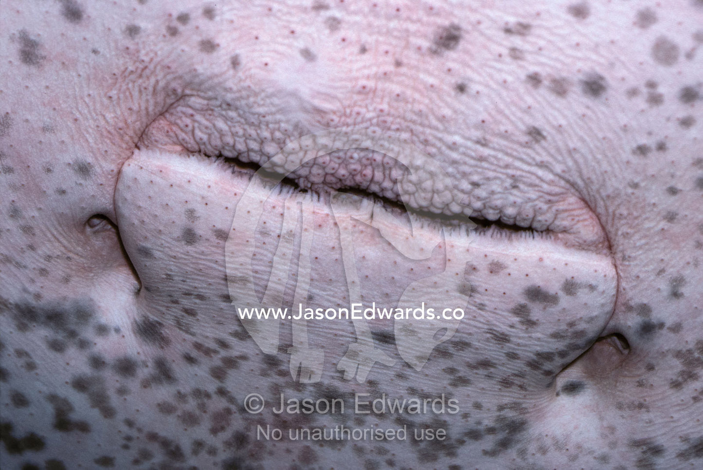 A close-up detail of an alien-like Stingray's mouth and skin texture. Darling Harbour Aquarium, New South Wales, Australia.