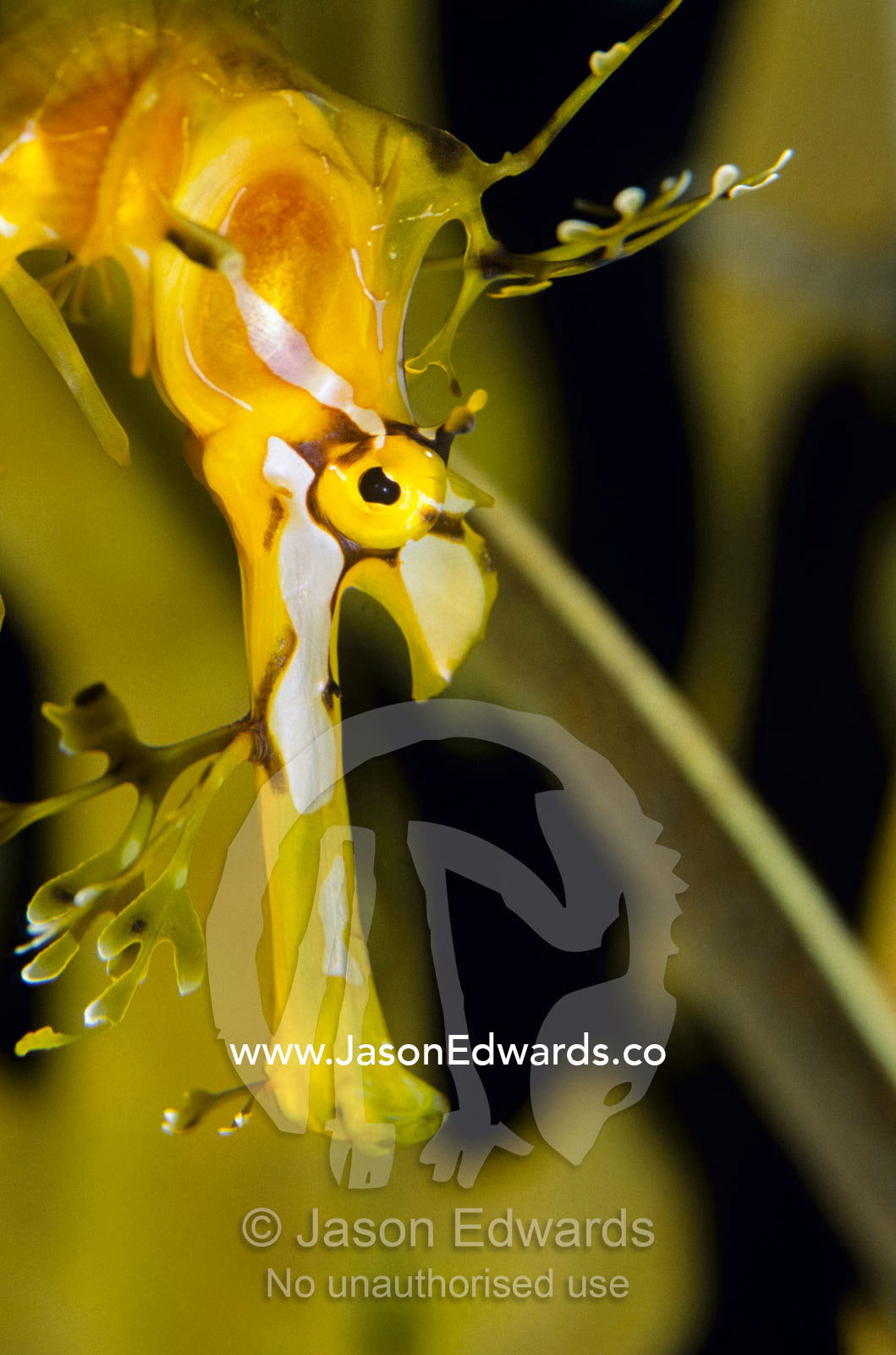 A delicate Leafy Sea Dragon head detail and bright yellow eye. Melbourne Aquarium, Victoria, Australia.