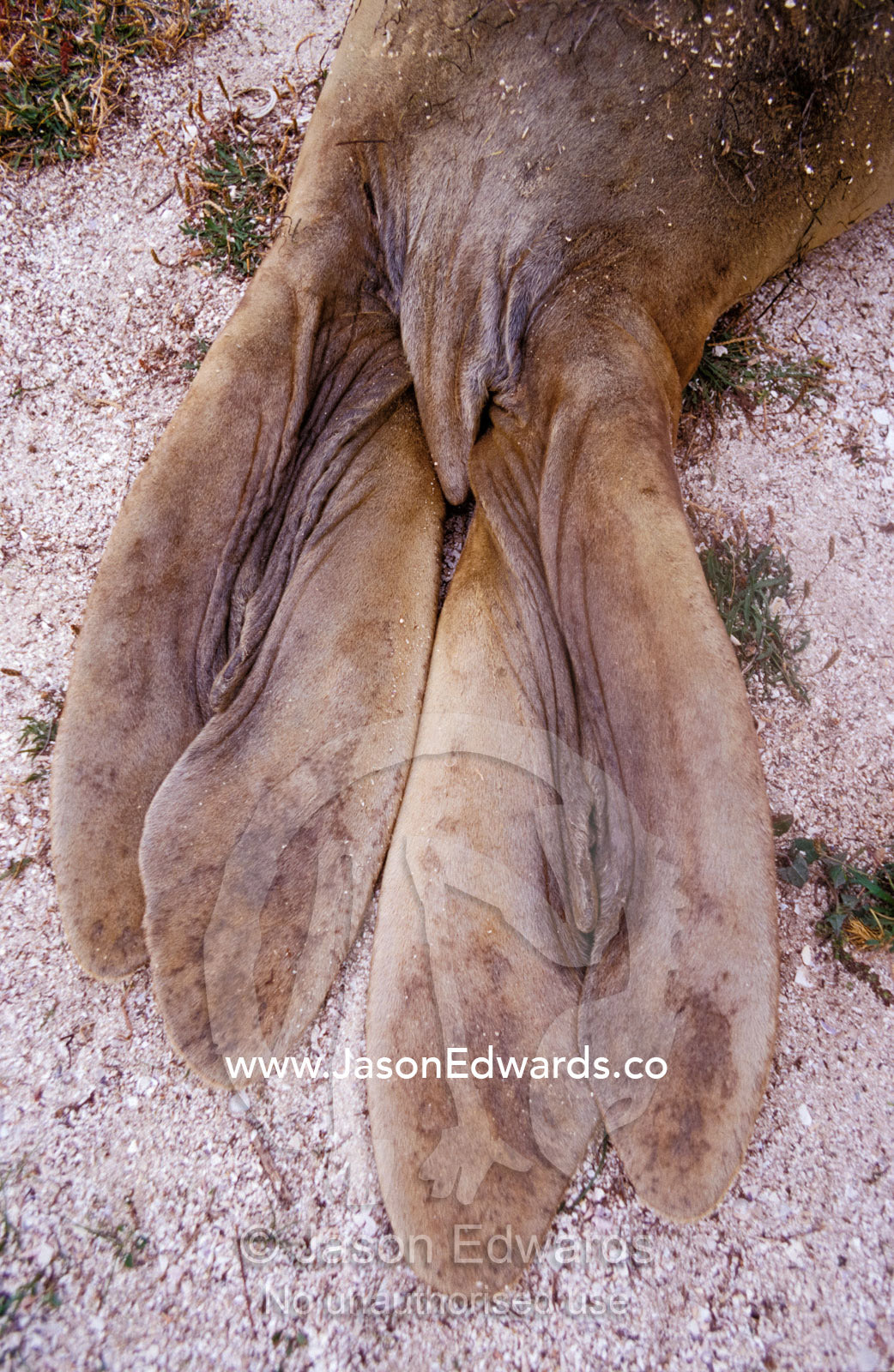 The floppy rear fin and tail of a Southern Elephant Seal. Point Henry, Victoria, Australia.