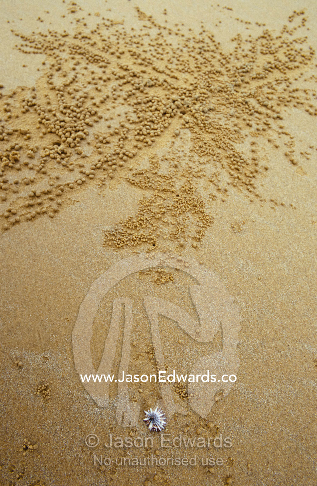 Sand balls created by Crabs feeding on a beach at low tide. Mission Beach, Queensland, Australia.