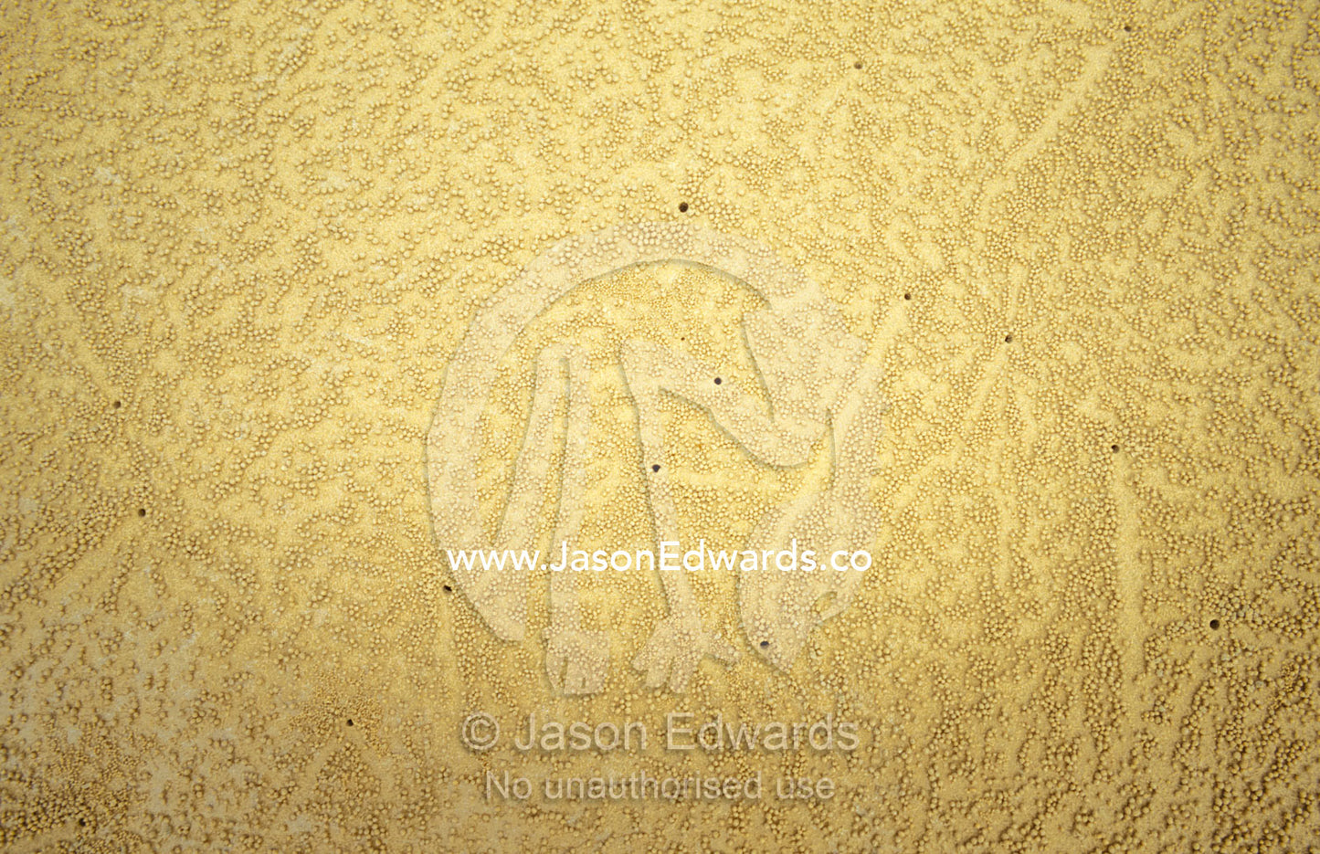 Sand balls created by Crabs feeding on a beach at low tide. Mission Beach, Queensland, Australia.