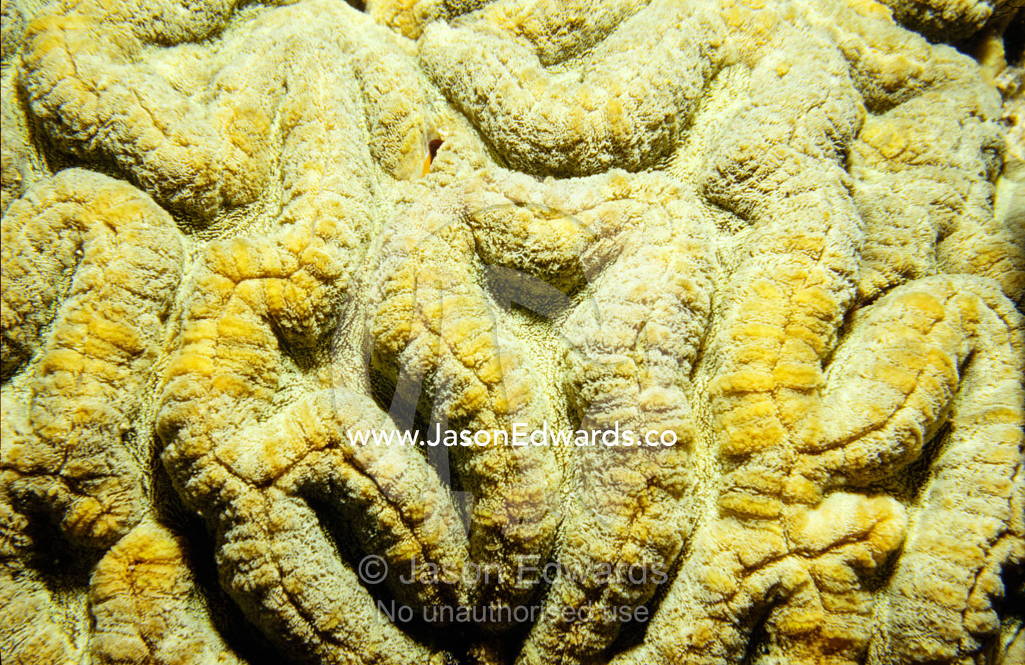 The lip-like textured structures of the Brain Coral Symphyllia. Rawai Beach, Phuket.