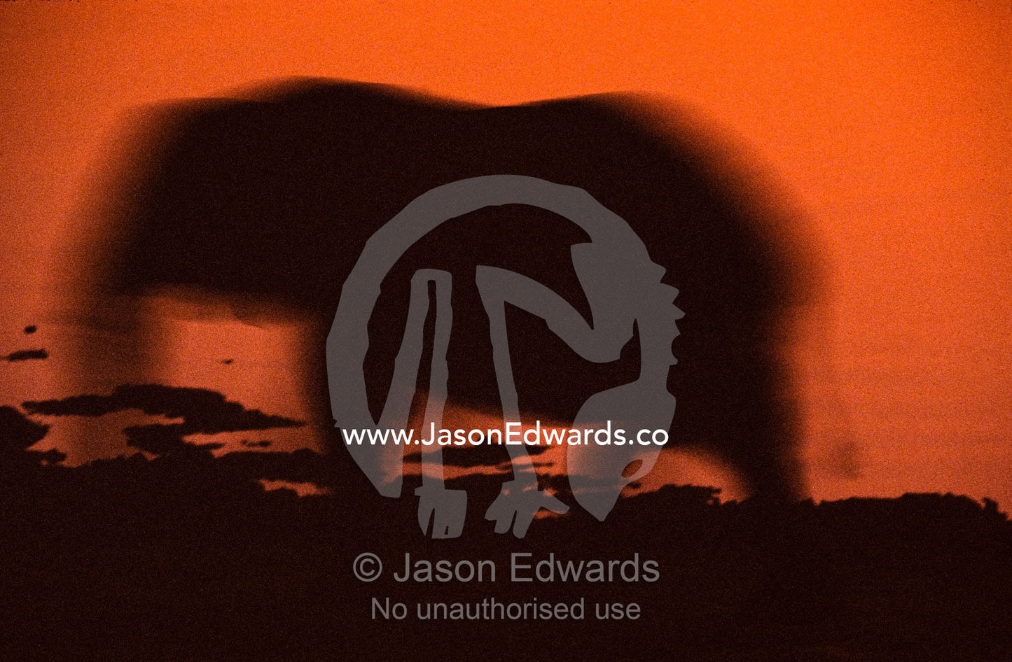 The silhouette of an African Elephant at a waterhole at after sunset. Hwange National Park, Zimbawe.