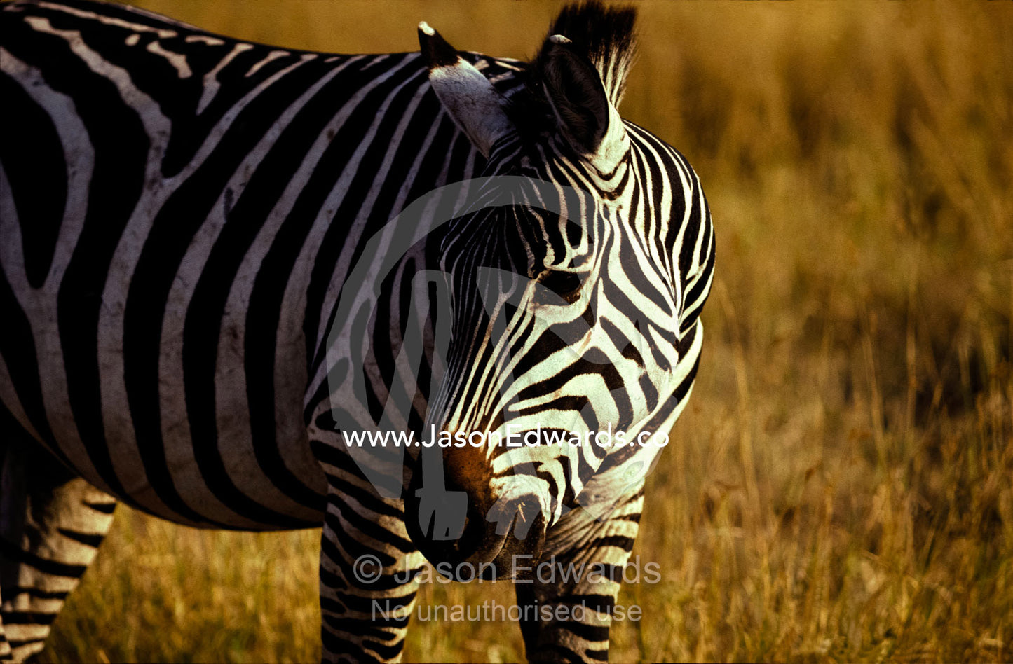 A portrait of a striped Zebra on a grassland plain at sunset. Ngorongoro Crater National Park, Tanzania.