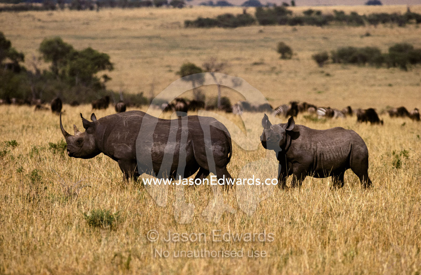 An endangered Black Rhinoceros with a large calf cross the savannah. Masai Mara National Park Kenya