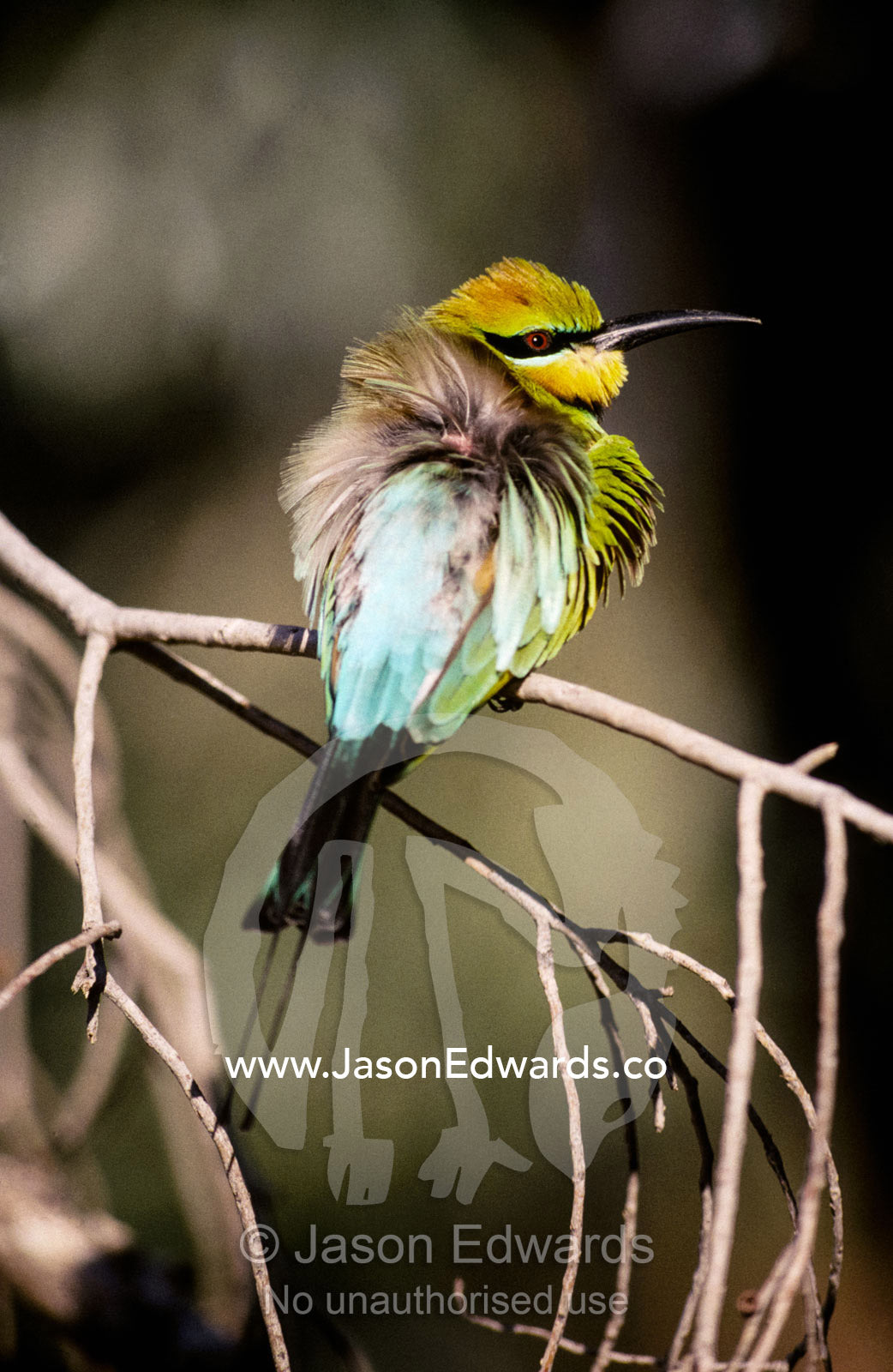 A male Rainbow Bee Eater with its feathers fluffed up for warmth. Jacks Waterhole, Kimberley Ranges, Western Australia