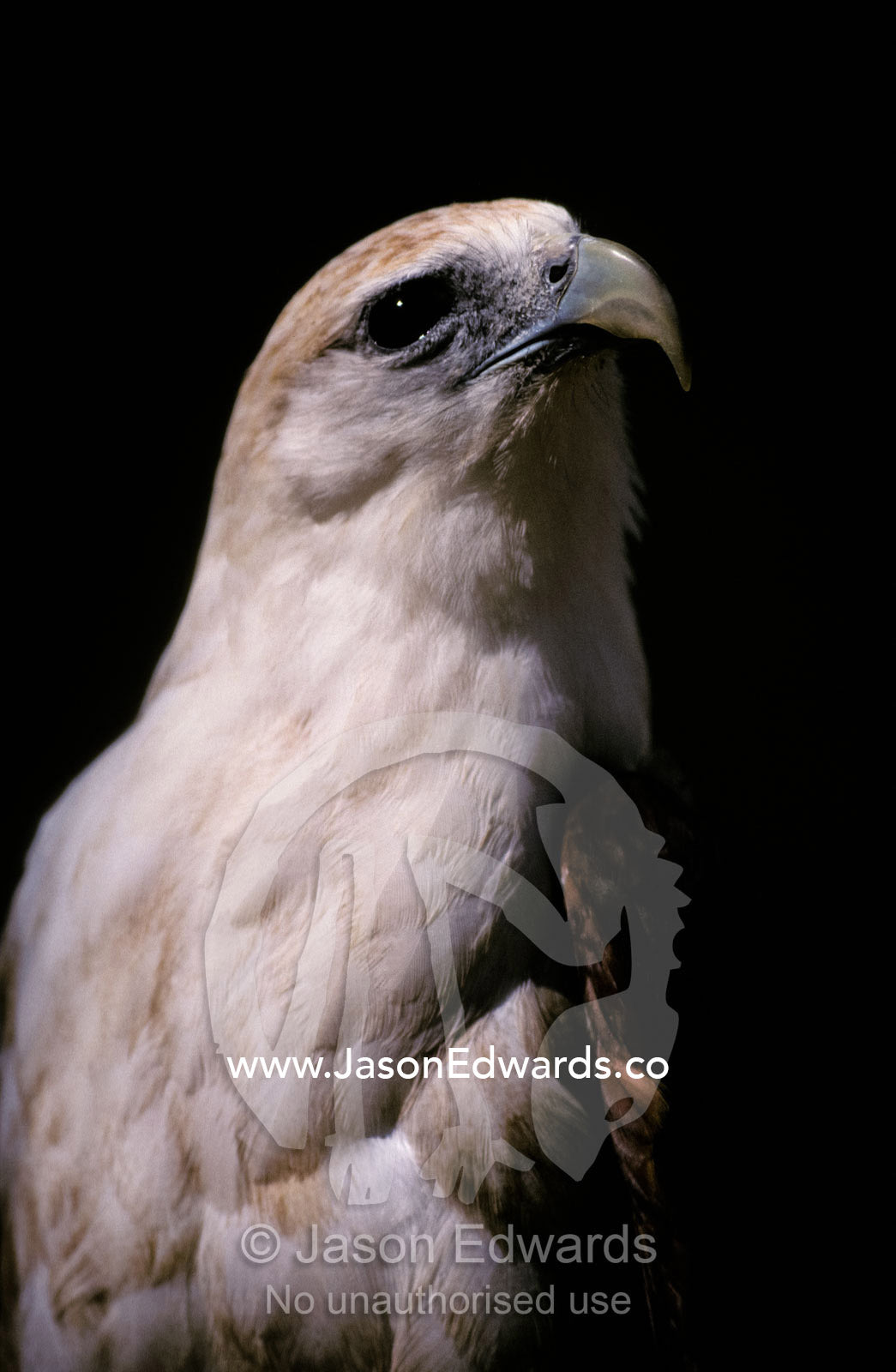 The head and powerful beak of the majestic Brahminy Kite. Berry Springs, Northern Territory, Australia.