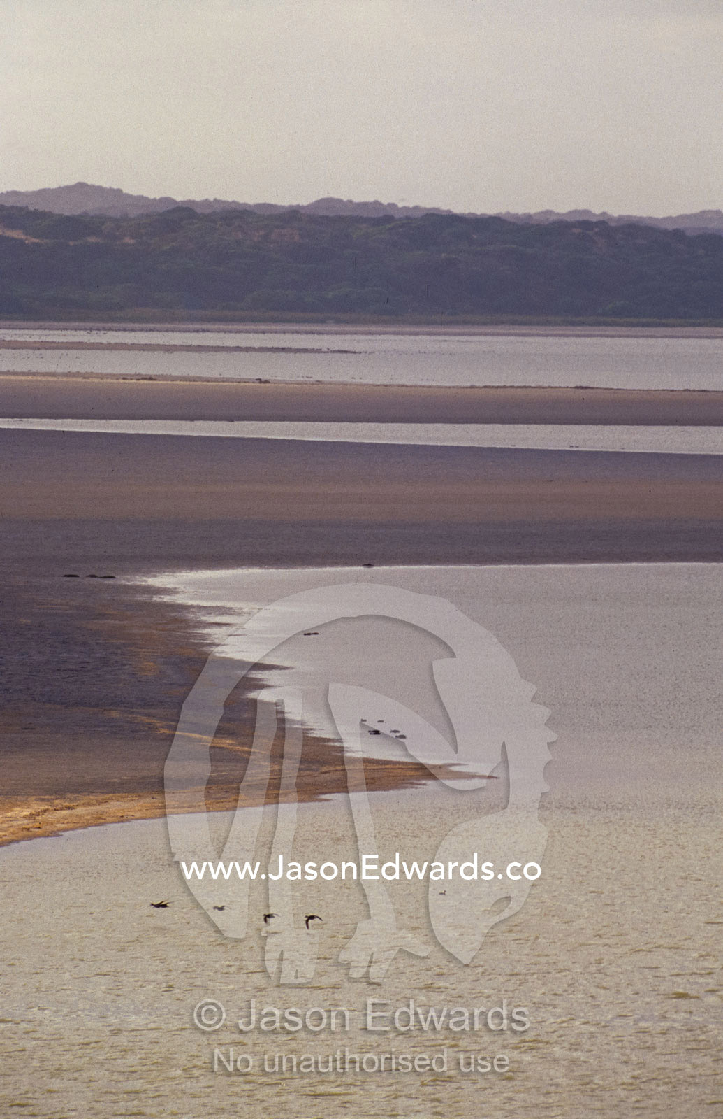 Ducks in flight over a vast mud flat in a coastal wetland. Coorong National Park, South Australia.