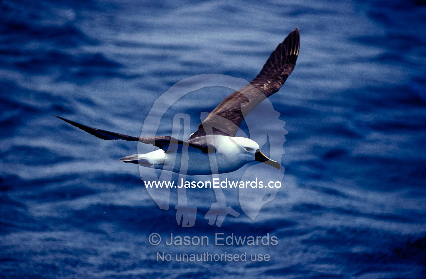 A Yellow Nosed Albatross in flight gliding over the ocean surface. Woollongong, New South Wales, Australia.