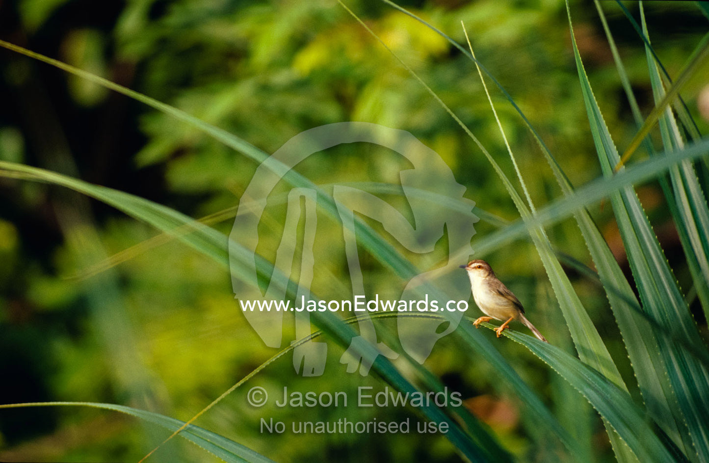 A diminutive Clamorous Reed Warbler peers from wetland reeds at dawn. Habarana Tank, Sri Lanka.
