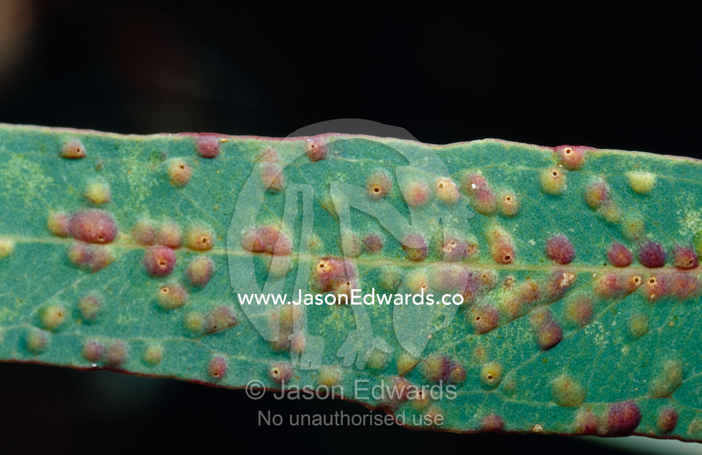 Insect Galls on the leaf of a Eucalypt Gum tree. Bulla Tail Creek, Mundiwa Station Deriliquin, New South Wales, Australia.