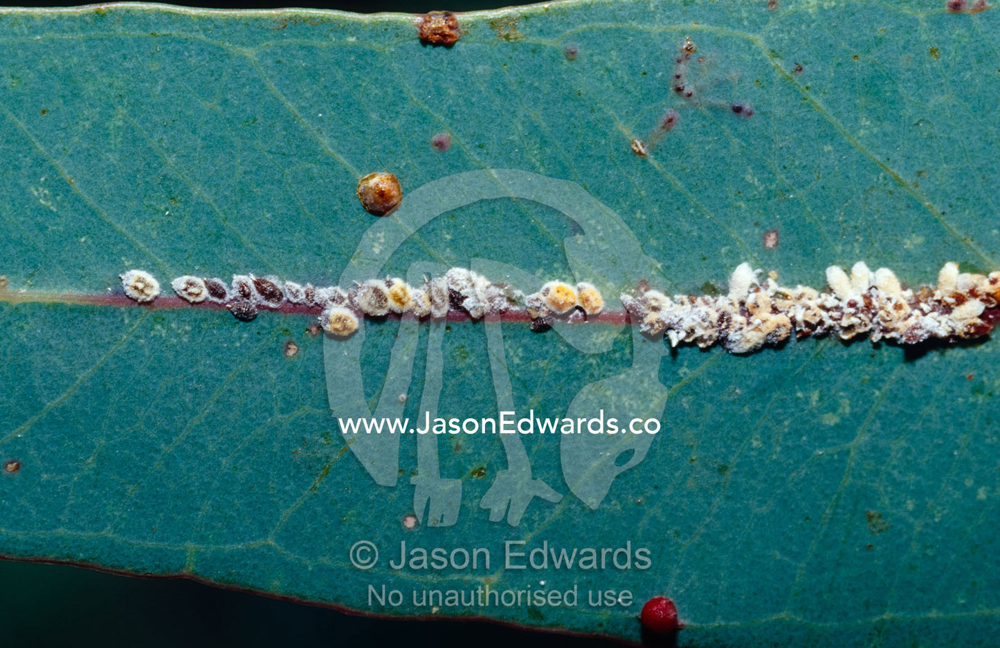 A Scale insect colony on a Eucalypt Gum leaf. Bulla Tail Creek, Mundiwa Station Deriliquin, New South Wales, Australia.