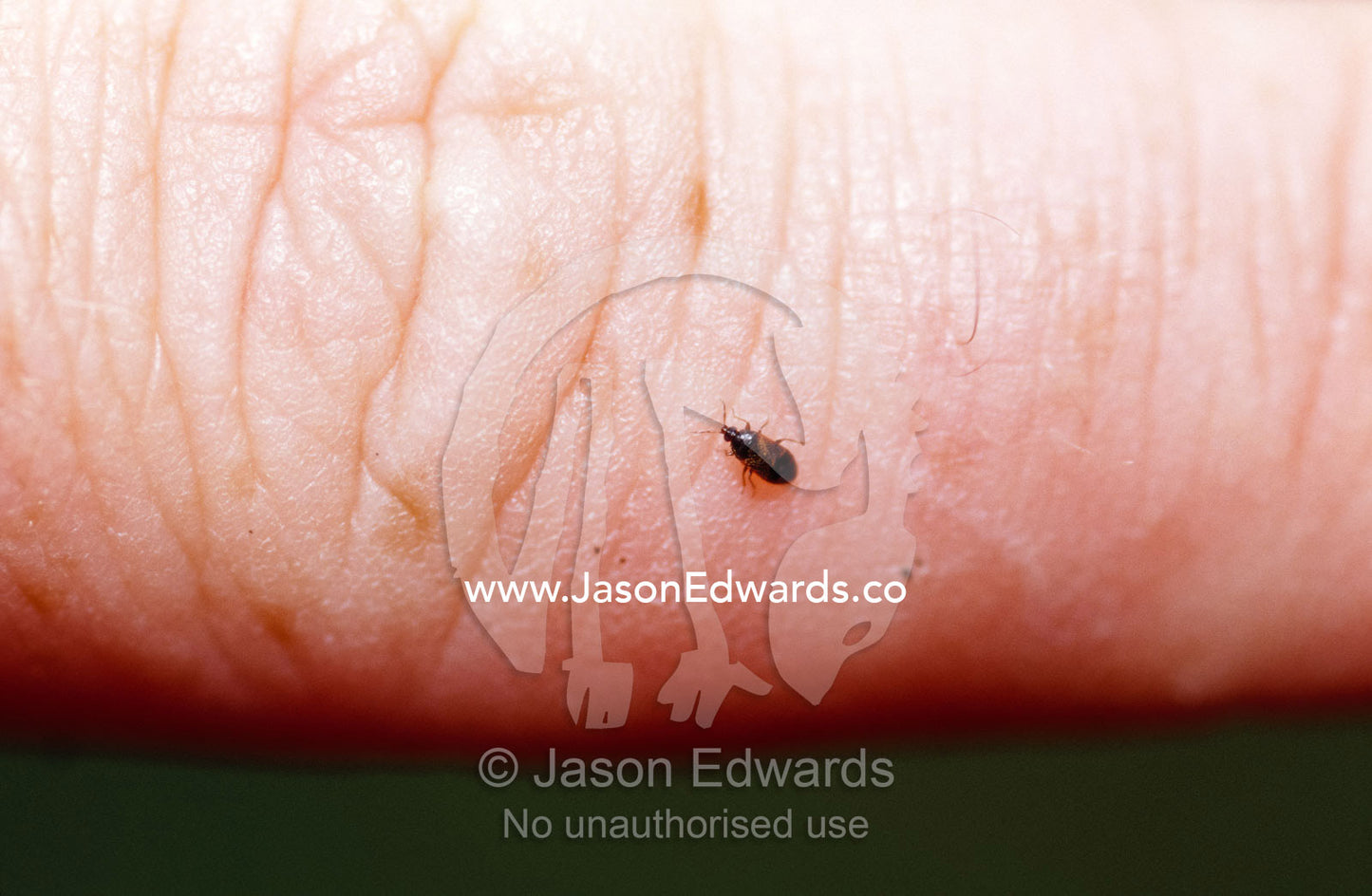 A miniscule Black Wasp that invades Wattle trees rests on a finger. Jamieson, Victoria, Australia.