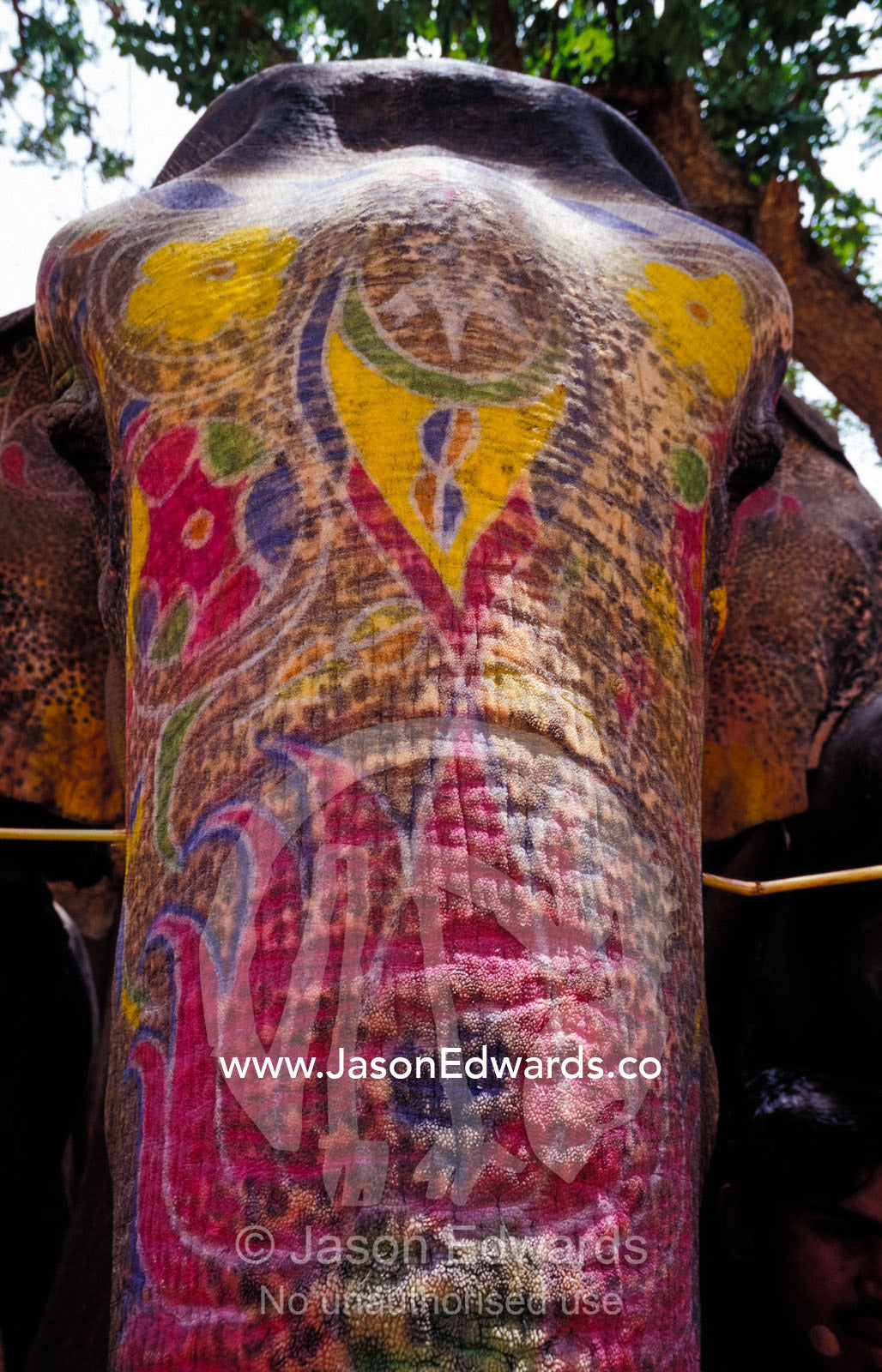 The painted face and trunk of a working Asian Elephant. Amber Fort, Jaipur, India.