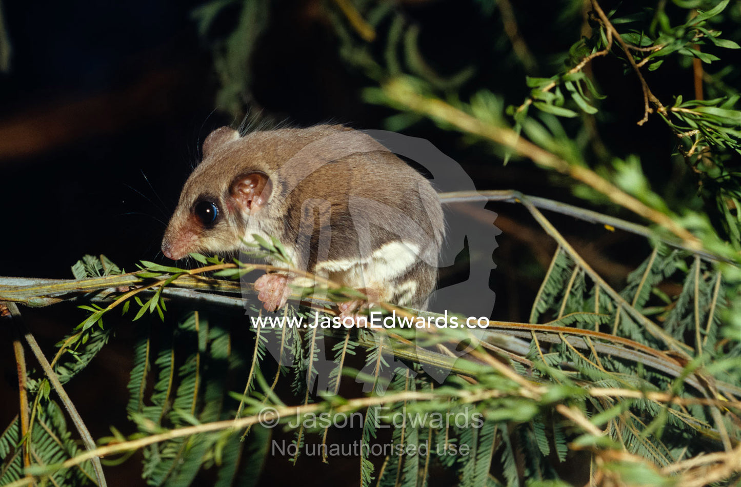 A tiny, cute Feathertail Glider climbing on a branch at night. Healesville Sanctuary, Victoria, Australia.