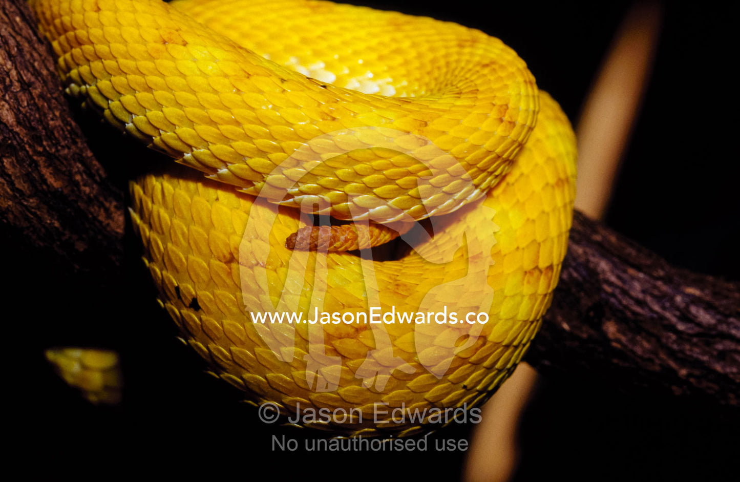 A tightly coiled Eyelash Viper, Bothrops Schlegeli with bright scales. Melbourne Zoo, Victoria, Australia.
