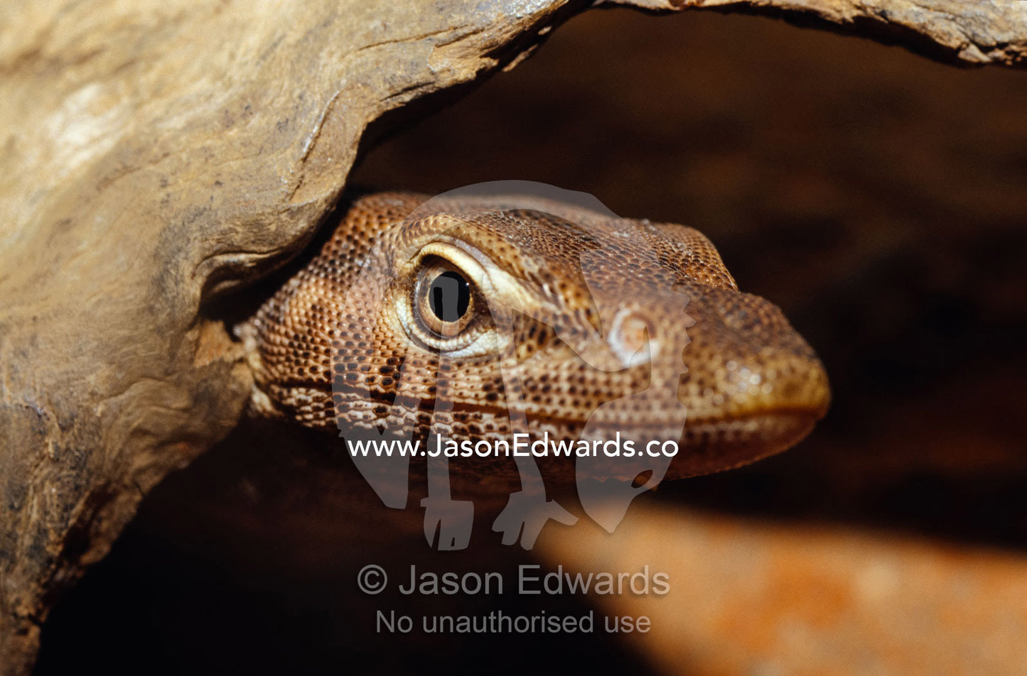 A Black-headed Monitor peers from a hollow log in search of prey. Preston, Victoria, Australia.