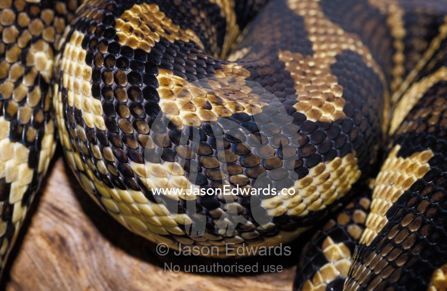 The intricate leathery scale markings of a coiled Carpet Python. Preston, Victoria, Australia.