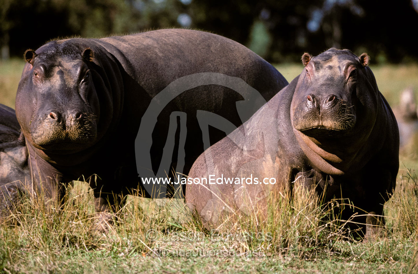 Nile Hippopotamuses resting in the sun on a grass savannah plain. Werribee Zoo, Victoria, Australia.